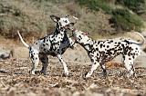 DALMATIEN 126